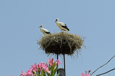 Nesting (Son of Groucho)  [flickr.com]  CC BY 
Infos zur Lizenz unter 'Bildquellennachweis'
