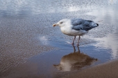 Vorschau: Beste Reisezeit Zandvoort