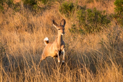 Nyala Running from Wild Dogs (Ryan Kilpatrick)  [flickr.com]  CC BY-ND 
Infos zur Lizenz unter 'Bildquellennachweis'