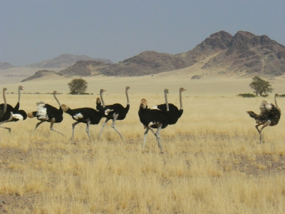 Ostriches, Namibia (Frank Vassen)  [flickr.com]  CC BY 
Infos zur Lizenz unter 'Bildquellennachweis'