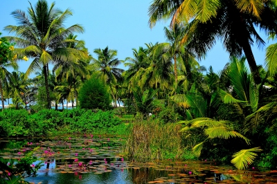 Paradise (Thangaraj Kumaravel)  [flickr.com]  CC BY 
Infos zur Lizenz unter 'Bildquellennachweis'