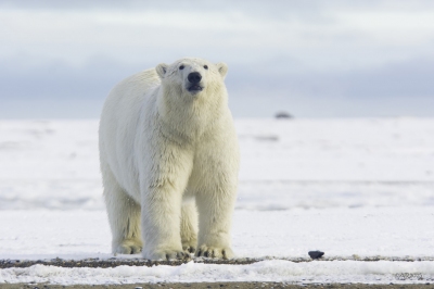 Polar Bear Pose (Anita Ritenour)  [flickr.com]  CC BY 
Infos zur Lizenz unter 'Bildquellennachweis'