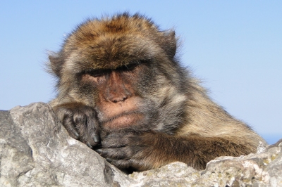 Portrait of Barbary Ape - Rock of Gibraltar - 02 (Adam Jones)  [flickr.com]  CC BY-SA 
Infos zur Lizenz unter 'Bildquellennachweis'