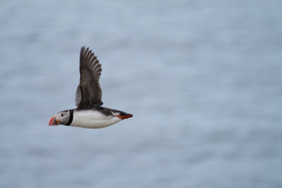 Puffin caught in flight (Stig Nygaard)  [flickr.com]  CC BY 
Infos zur Lizenz unter 'Bildquellennachweis'