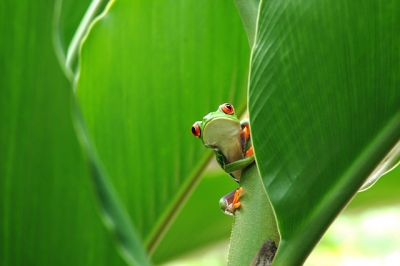 Red Eyed Tree Frog (vincentraal)  [flickr.com]  CC BY-SA 
Infos zur Lizenz unter 'Bildquellennachweis'
