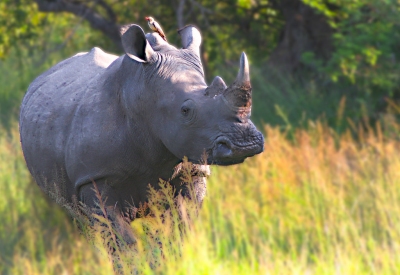 Rhino Hitchhiker (Scott Taylor)  [flickr.com]  CC BY-ND 
Infos zur Lizenz unter 'Bildquellennachweis'