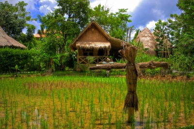 Rice Farm  (Aziz J.Hayat)  [flickr.com]  CC BY 
Infos zur Lizenz unter 'Bildquellennachweis'