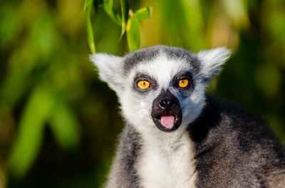 Ring-Tailed Lemur (Mathias Appel)  [flickr.com] 