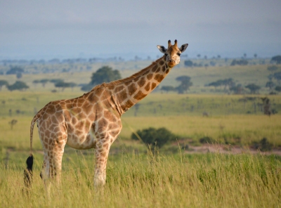 Rothschild's Giraffe, Uganda (Rod Waddington)  [flickr.com]  CC BY-SA 
Infos zur Lizenz unter 'Bildquellennachweis'