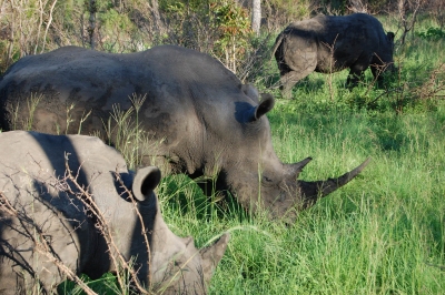 Sabi Sands, South Africa (Jeremy T. Hetzel)  [flickr.com]  CC BY 
Infos zur Lizenz unter 'Bildquellennachweis'