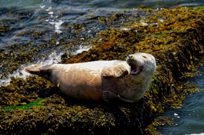 Seal Scheveningen 2019  (Edwin van Buuringen)  [flickr.com]  CC BY 
Infos zur Lizenz unter 'Bildquellennachweis'