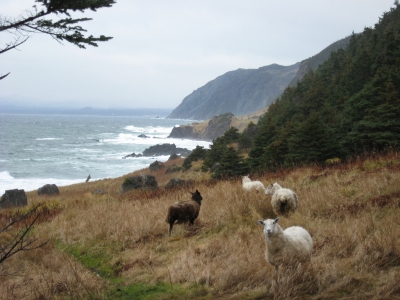 Sheep in Gros Morne National Park, Newfoundland, Canada (Natalie  Lucier)  [flickr.com]  CC BY 
Infos zur Lizenz unter 'Bildquellennachweis'