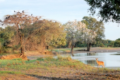 South Luangwa National Park, Zambia (Joachim Huber)  [flickr.com]  CC BY-SA 
Infos zur Lizenz unter 'Bildquellennachweis'