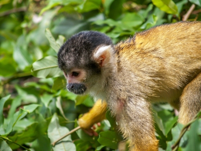 Spider_Monkeys_Santa_Rosa,_Bolivia_(6_of_8).jpg (Adrian O'Brien)  [flickr.com]  CC BY 
Infos zur Lizenz unter 'Bildquellennachweis'