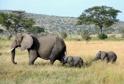 Tanzania (Serengeti National Park) Baby elaphants follow their mum (Güldem Üstün)  [flickr.com]  CC BY 
Infos zur Lizenz unter 'Bildquellennachweis'