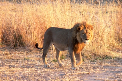 The King (not Elvis) on patrol (Violator1)  [flickr.com]  CC BY-ND 
Infos zur Lizenz unter 'Bildquellennachweis'