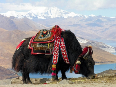 Tibet-5812 - Yak at Yundrok Yumtso Lake (Dennis Jarvis)  [flickr.com]  CC BY-SA 
Infos zur Lizenz unter 'Bildquellennachweis'