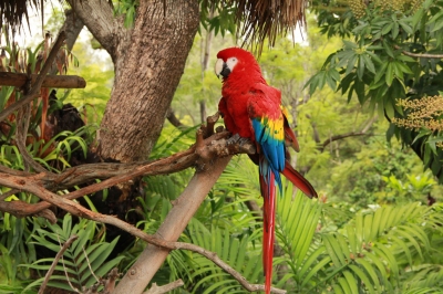Tropical Rainforest Parrot (Jaime Olmo)  [flickr.com]  CC BY 
Infos zur Lizenz unter 'Bildquellennachweis'