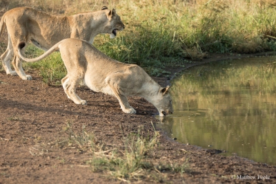 Two of the five lionesses destined for Akagera National Park. Credit: Matthew Poole (RDB Rwanda)  [flickr.com]  CC BY-ND 
Infos zur Lizenz unter 'Bildquellennachweis'