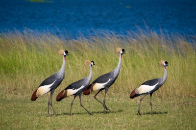 UGANDA: Grey crowned crane (Luz D.  Montero Espuela)  [flickr.com]  CC BY-SA 
Infos zur Lizenz unter 'Bildquellennachweis'