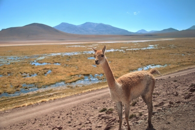 Vicuña (Leandro Neumann Ciuffo)  [flickr.com]  CC BY 
Infos zur Lizenz unter 'Bildquellennachweis'