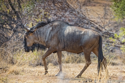 Walking wildebeest (Tambako The Jaguar)  [flickr.com]  CC BY-ND 
Infos zur Lizenz unter 'Bildquellennachweis'