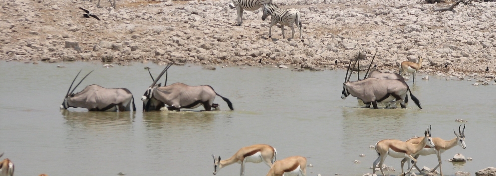 Waterhole at Okaukuejo Camp, Etosha (NH53)  [flickr.com]  CC BY 
Infos zur Lizenz unter 'Bildquellennachweis'