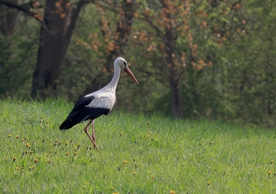 Weißstorch (Ciconia ciconia) (Dornenwolf)  [flickr.com]  CC BY-SA 
Infos zur Lizenz unter 'Bildquellennachweis'