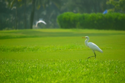 White Crane (Thangaraj Kumaravel)  [flickr.com]  CC BY 
Infos zur Lizenz unter 'Bildquellennachweis'