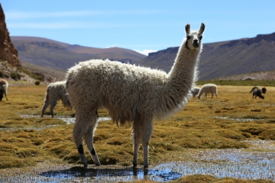 Klimainformationen Bolivien