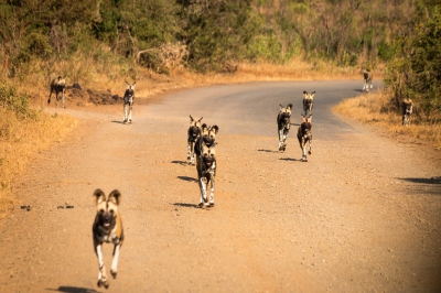Wild Dogs (Ryan Kilpatrick)  [flickr.com]  CC BY-ND 
Infos zur Lizenz unter 'Bildquellennachweis'