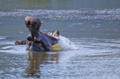 Wild hippo (Sumarie Slabber)  [flickr.com]  CC BY-ND 
Infos zur Lizenz unter 'Bildquellennachweis'