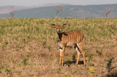 Young Buck (Edson Chilundo)  [flickr.com]  CC BY 
Infos zur Lizenz unter 'Bildquellennachweis'