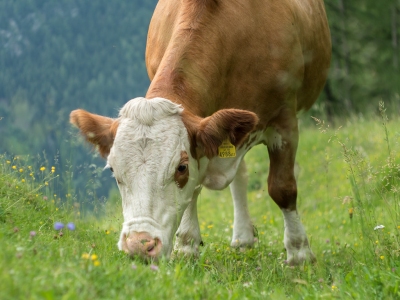 Yummy alpine pasture (A_Peach)  [flickr.com]  CC BY 
Infos zur Lizenz unter 'Bildquellennachweis'